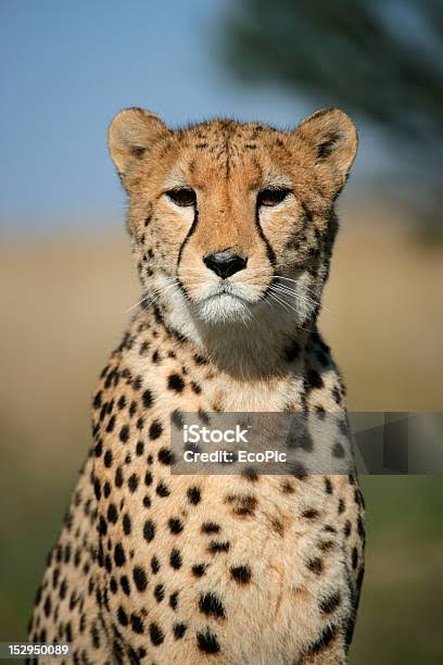 photographie animaux sauvages